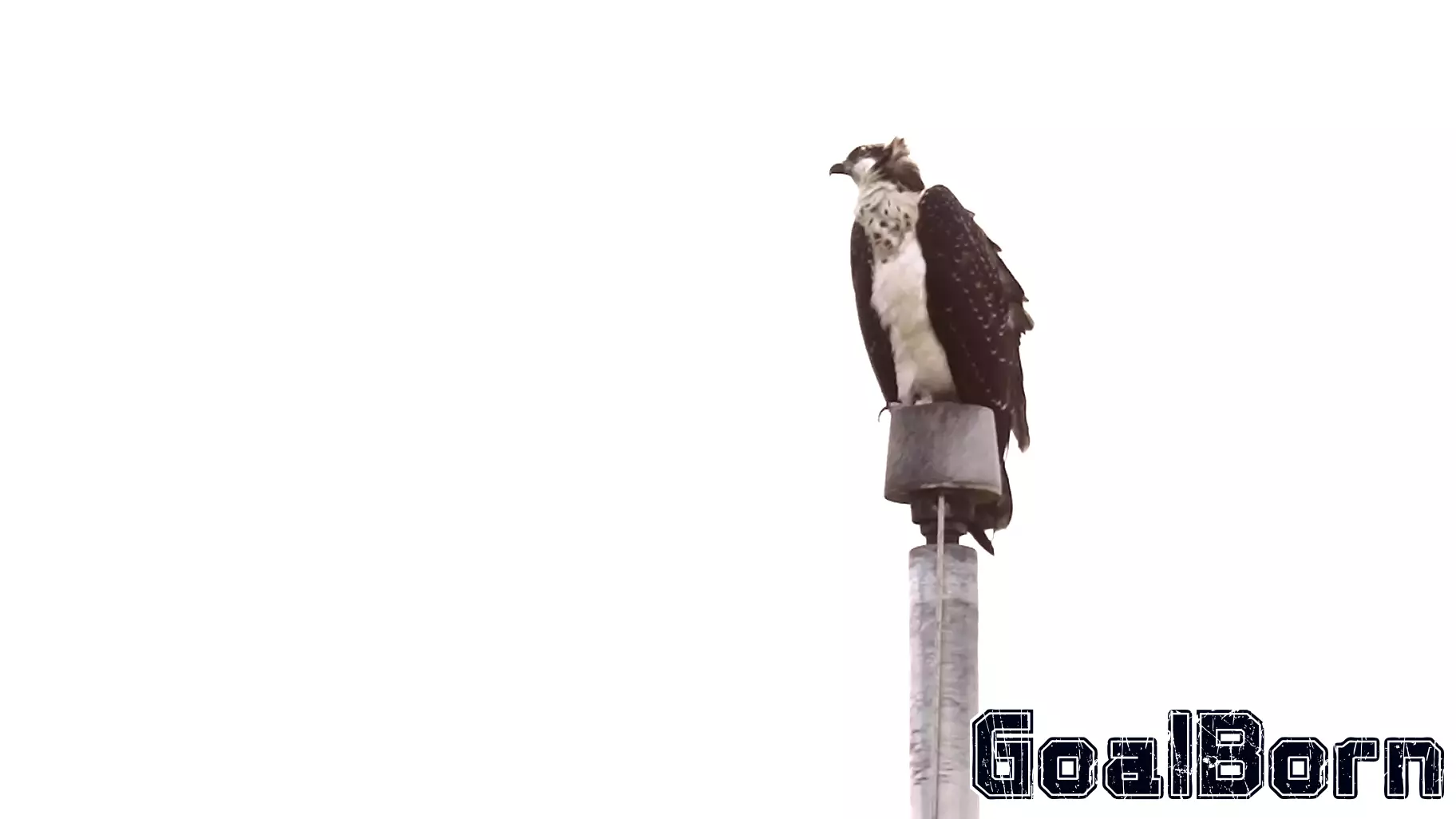 Ospreys Take Over Stadium Light Pole, Impacting High School Sports in Minnesota