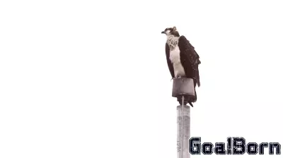 Ospreys Take Over Stadium Light Pole, Impacting High School Sports in Minnesota