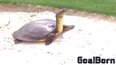 Turtles Take Their Time at Quail Hollow